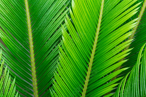 green leaf of palm tree