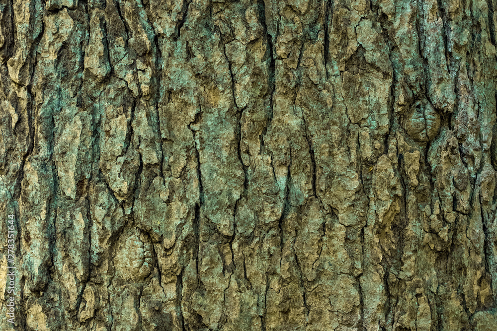 texture of the tree bark in close up texture of the tree bark in close up