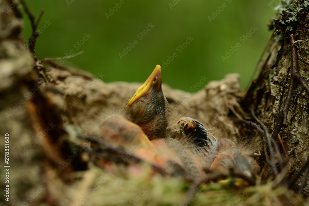 young baby birds sleep quietly in the nest on a summer morning young baby birds sleep quietly in the nest on a summer morning