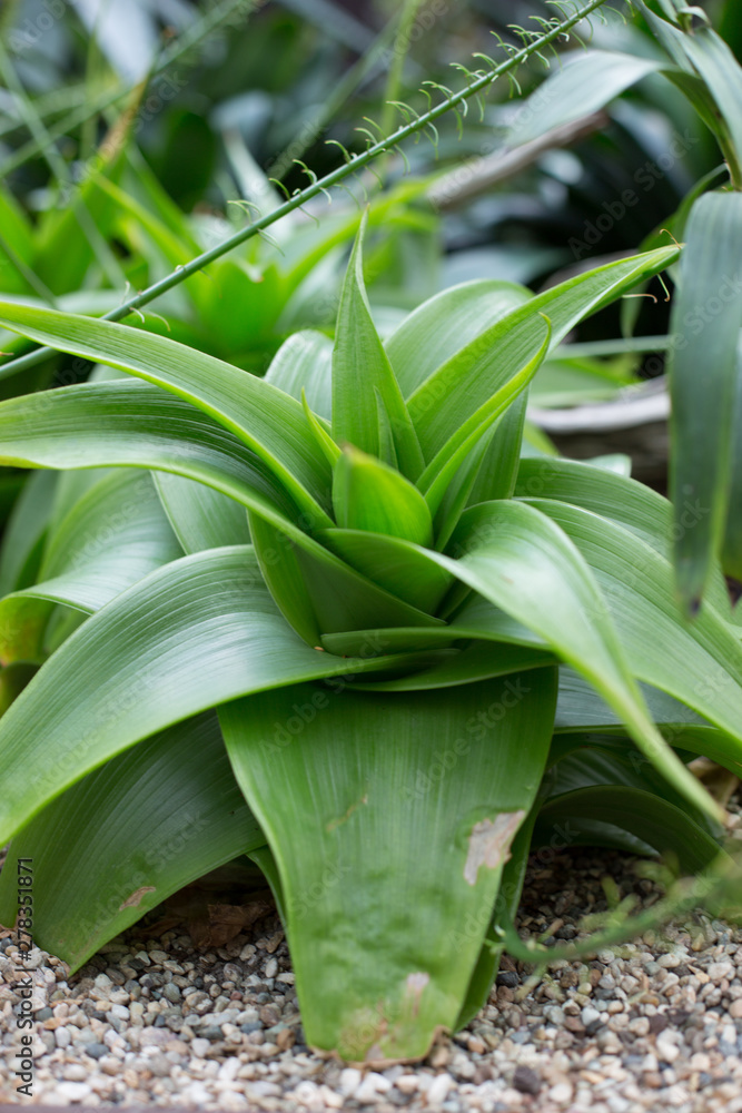 Obraz premium An green indoor house plant on a stone pebbled floor at the Singapore Botanical Garden in Singapore, Asia