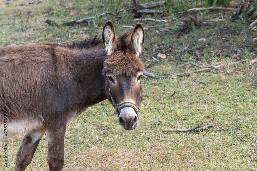 Fototapeta premium ein Esel schaut neugierig