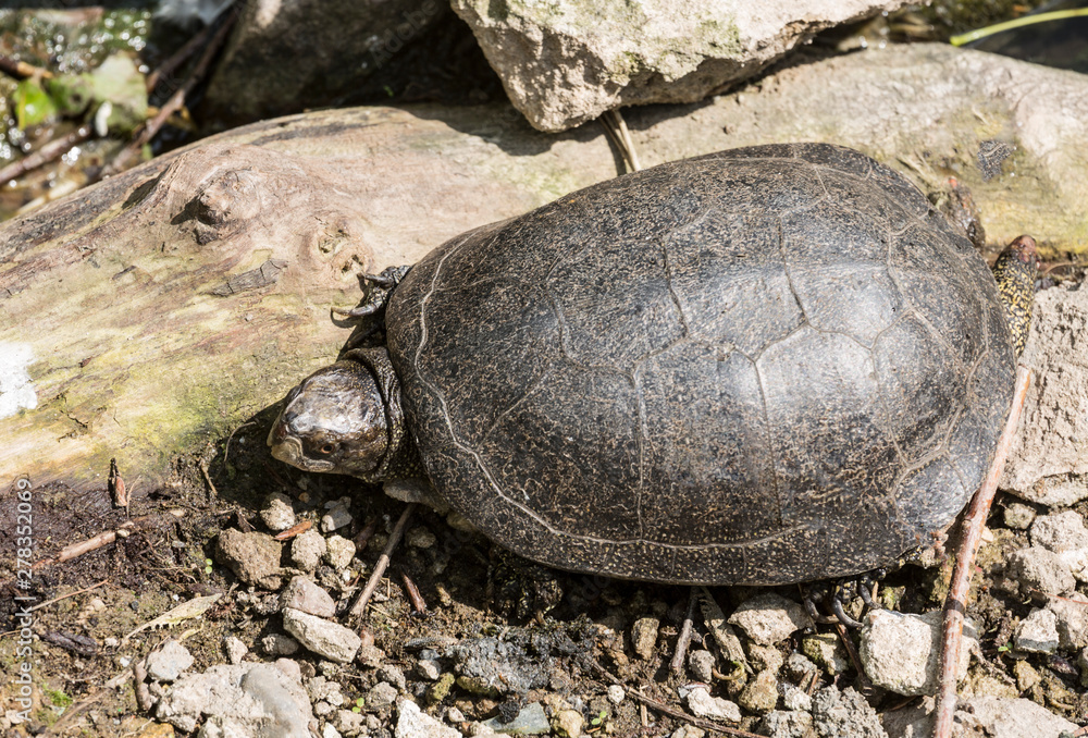 Obraz premium Swamp turtle on the shore of the pond