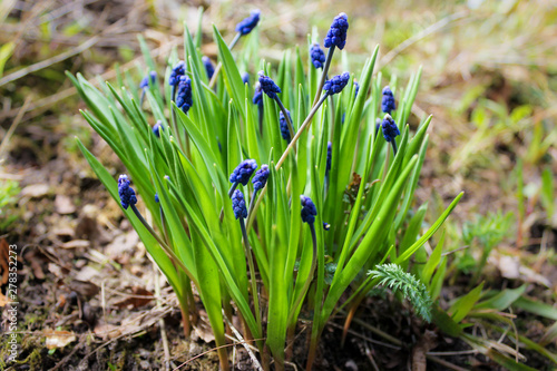 Blue flowers in green foliage.