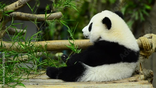 lovely giant panda in the zoo eating bamboo