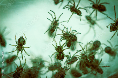 Nest with lots of little spiders, brood. Web close up. Arachnophobia, disgusting and scary concept. Insects phobia, horror, fear and disgust. Baby, reproduction, many offspring. Selective, soft focus