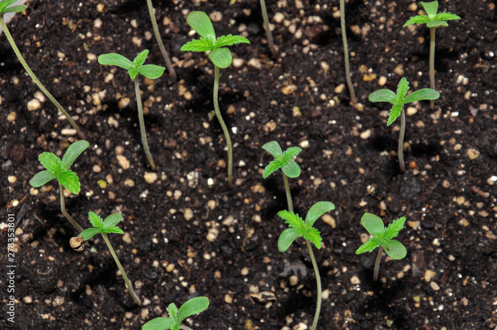 seedling of hemp in planting pot vertical view close up seedling of hemp in planting pot vertical view close up