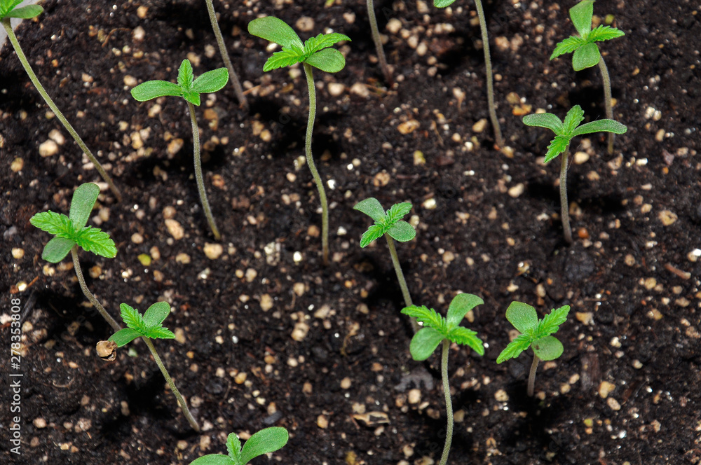 seedling of hemp in planting pot vertical view close up seedling of hemp in planting pot vertical view close up