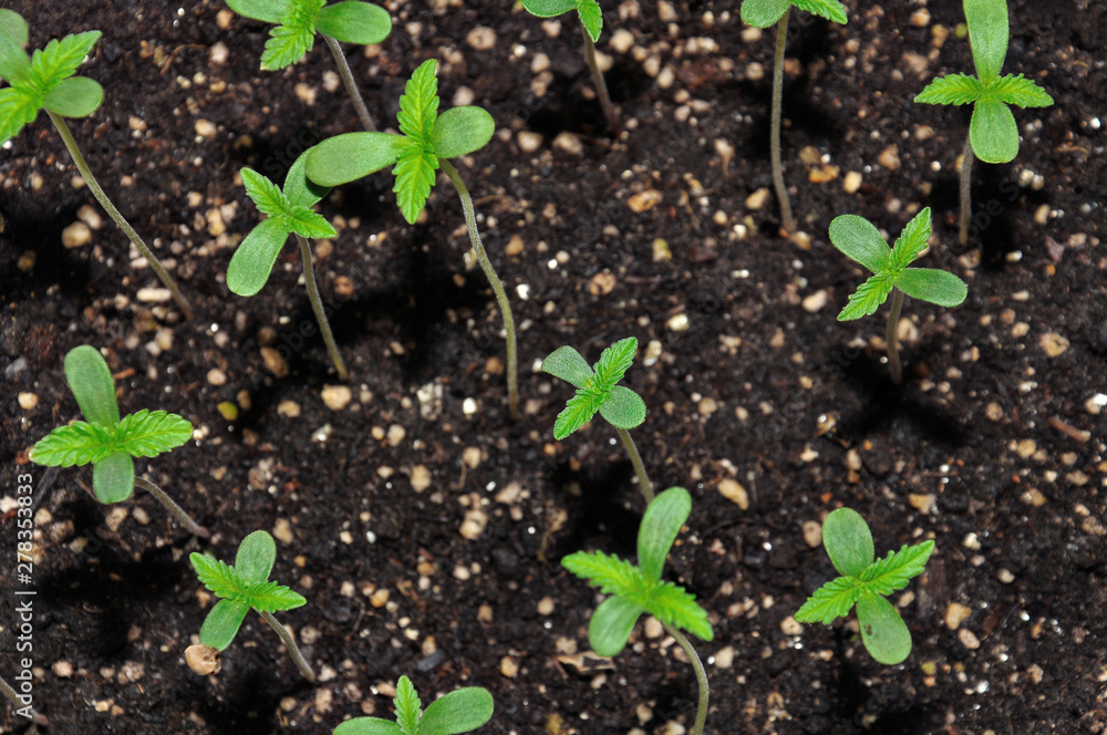 seedling of hemp in planting pot vertical view close up seedling of hemp in planting pot vertical view close up