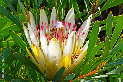 Yellow, white and pink Protea wildflower photo