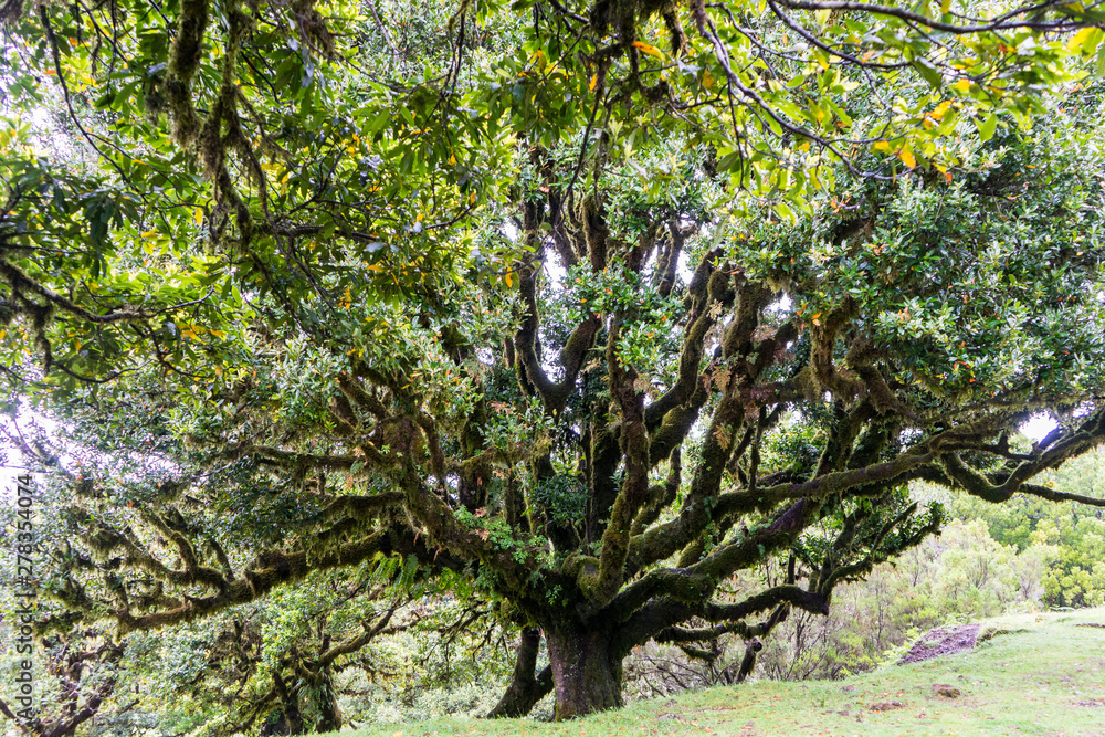 Fototapeta premium Madeira - Wanderung im Lorbeerwald: Schöner alter Lorbeerbaum