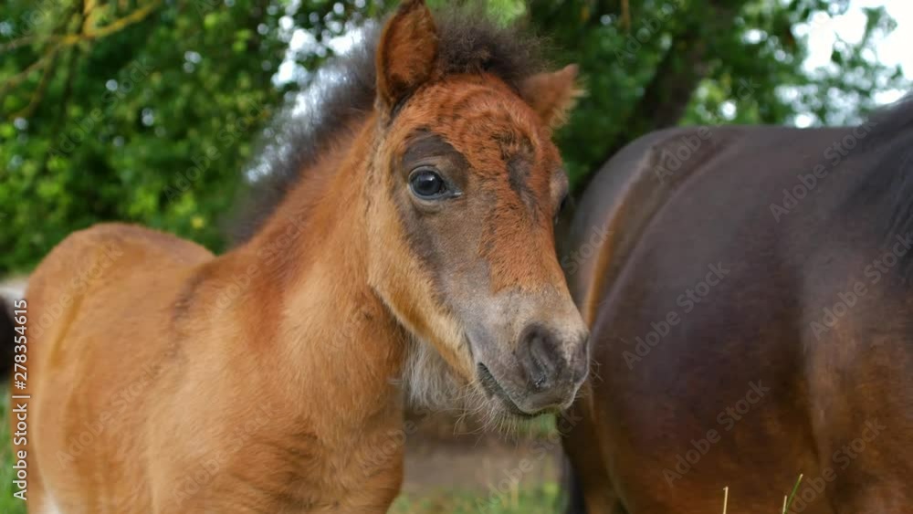 Young brown pony looking at the camera and trying to bite girls finger. Cute playful pony standing near his mom. Young brown pony looking at the camera and trying to bite girls finger. Cute playful pony standing near his mom.