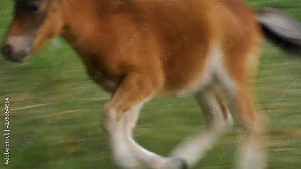 Pony running around in his farm. Pony running really close to the camera. Excited horse being happy and playful. Pony running around in his farm. Pony running really close to the camera. Excited horse being happy and playful.