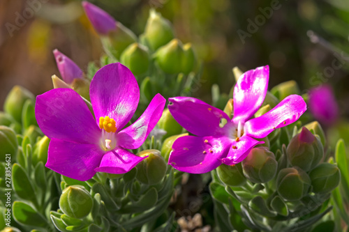 Delicate pink and yellow flowers