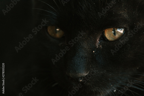 Closeup macro shot of the eye of the black kitten