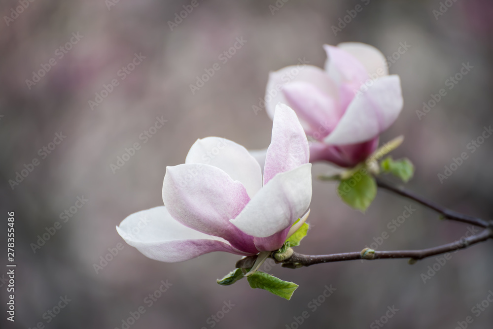 Magnolia spring flowers