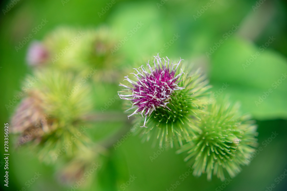 Burdock flowers close up on a blurred background Burdock flowers close up on a blurred background