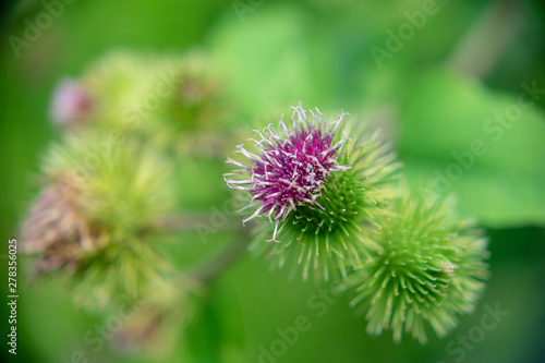  Burdock flowers close up on a blurred background