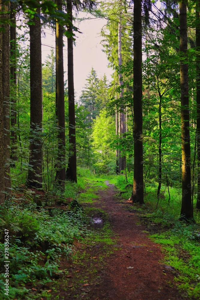 Fototapeta premium leśna ścieżka