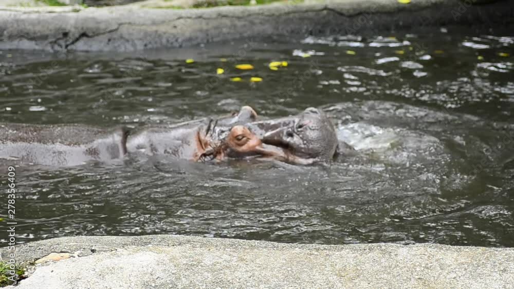 A Pair of Hippopotamus playing sparring in the pond A Pair of Hippopotamus playing sparring in the pond