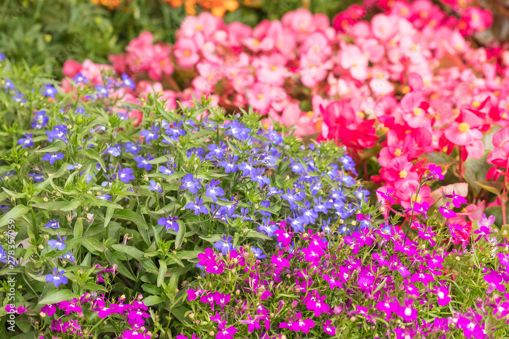 The field with the blossoming flowers. Close up The field with the blossoming flowers. Close up