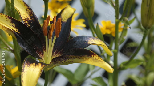 Yellow Lily Close