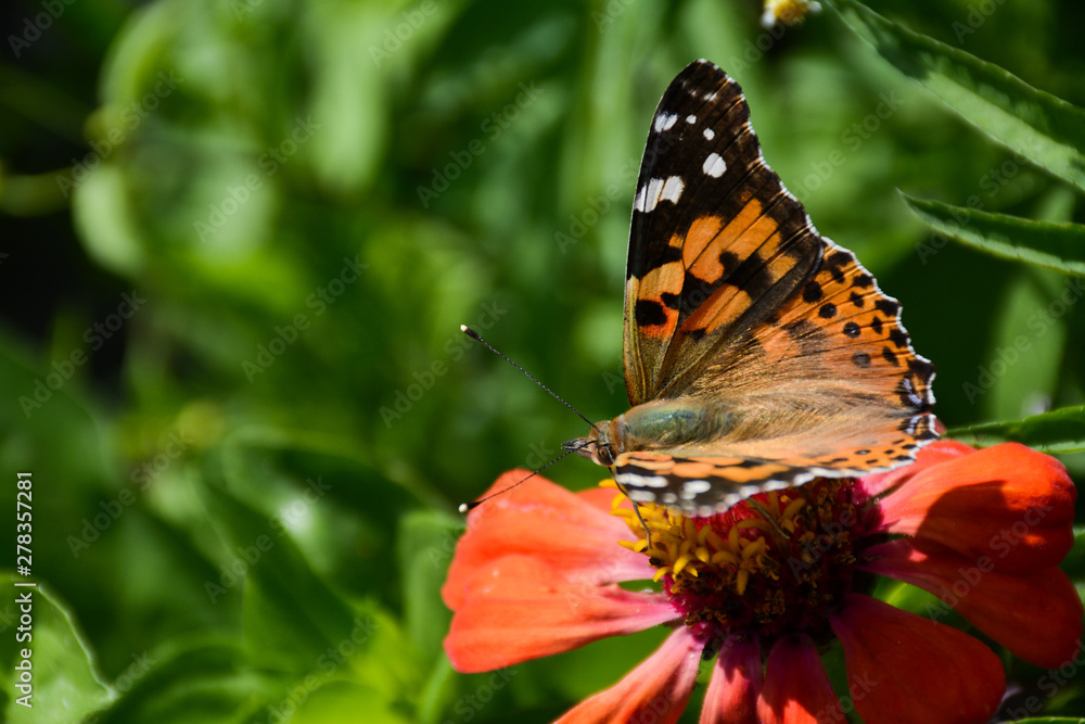 Beautiful butterfly closeup on a red flower Beautiful butterfly closeup on a red flower