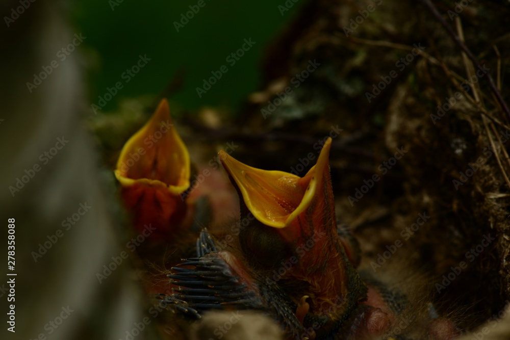 Fototapeta premium nest bird on a birch tree with noisy baby birds with yellow open beaks