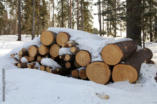 Tree trunks at sawmill, horizontal picture