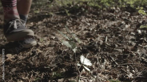 Wallpaper Mural Person steps on sapling in a forest (slow motion) Torontodigital.ca