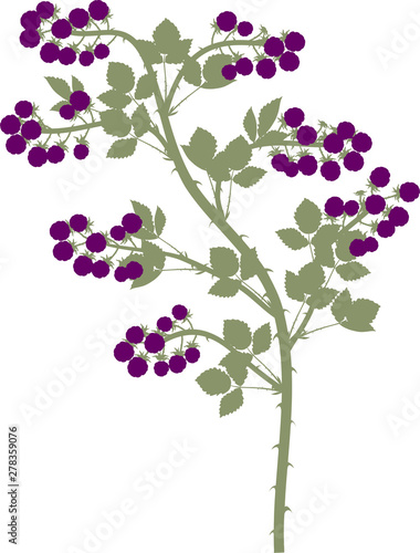 Blackberry branch (floricane) with ripe berries and green leaves isolated on white background