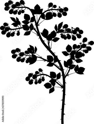 Black silhouette of blackberry branch (floricane) with ripe berries and leaves isolated on white background