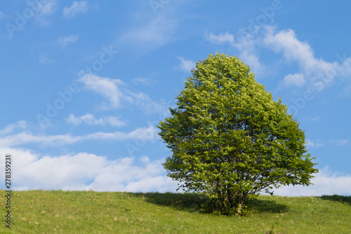 Isolated green tree on blue sky, spring background