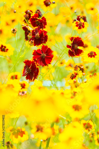 Beautiful Golden coreopsis flower blooming in the summer. Close up.