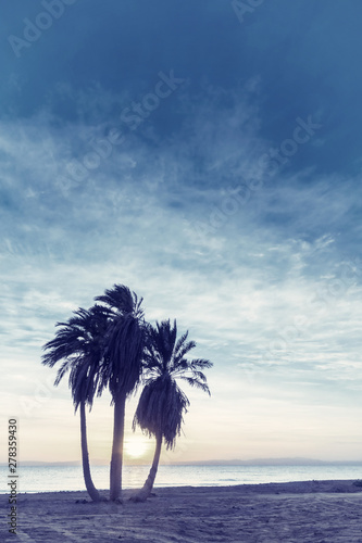 Palms on beach and sunrise