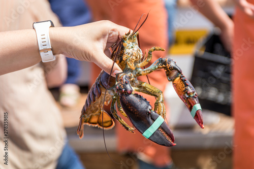 Maine Lobster Boat demo, how-to catch, measure and band lobster from trap, handheld lobster photo
