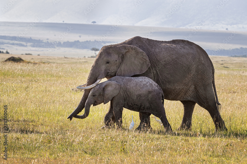 Mother and baby elephant in the grasslands of the Masai Mara, Kenya Mother and baby elephant in the grasslands of the Masai Mara, Kenya