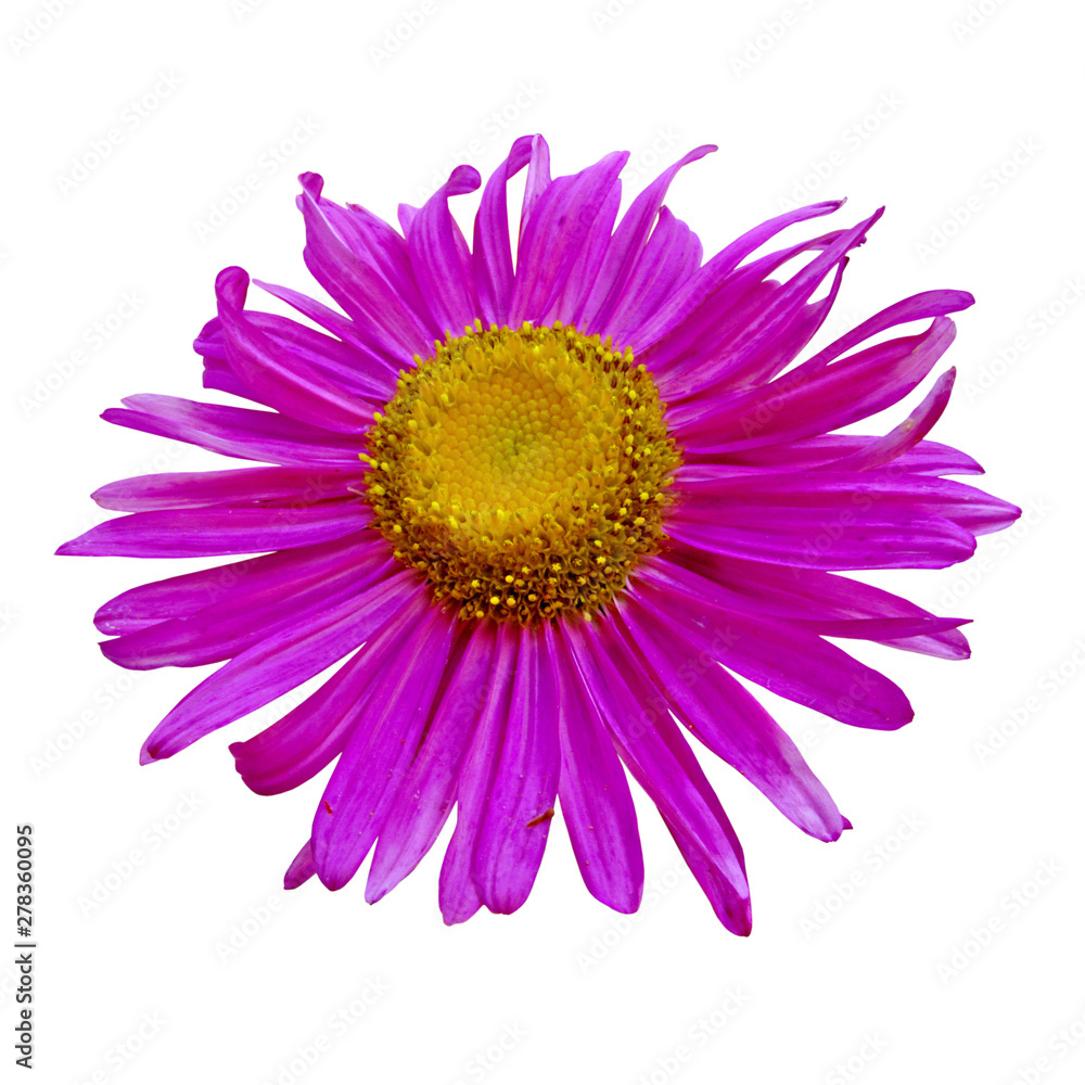 Purple aster isolated on a white background