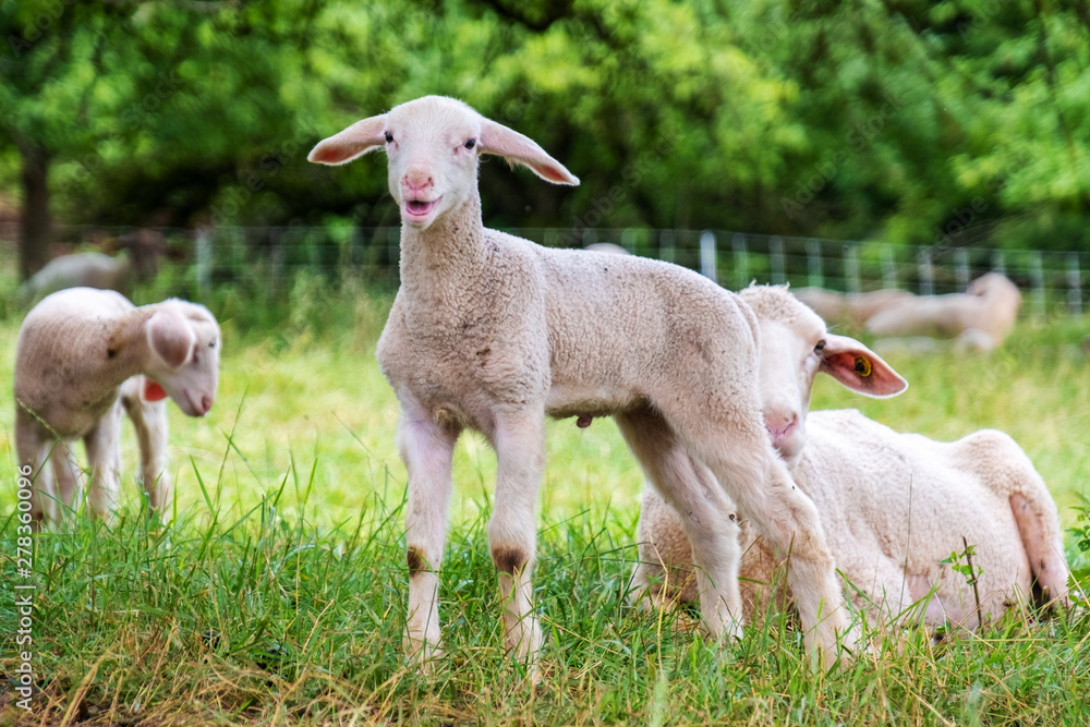 Obraz premium Lämmchen