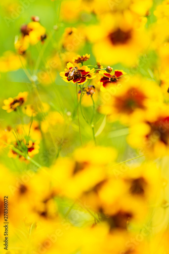 Beautiful Golden coreopsis flower blooming in the summer. Close up.