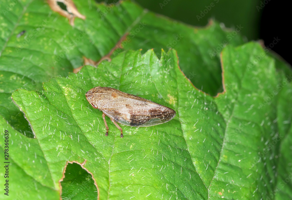 Leafhoppers (Cicadellidae), on the green leaf Leafhoppers (Cicadellidae), on the green leaf