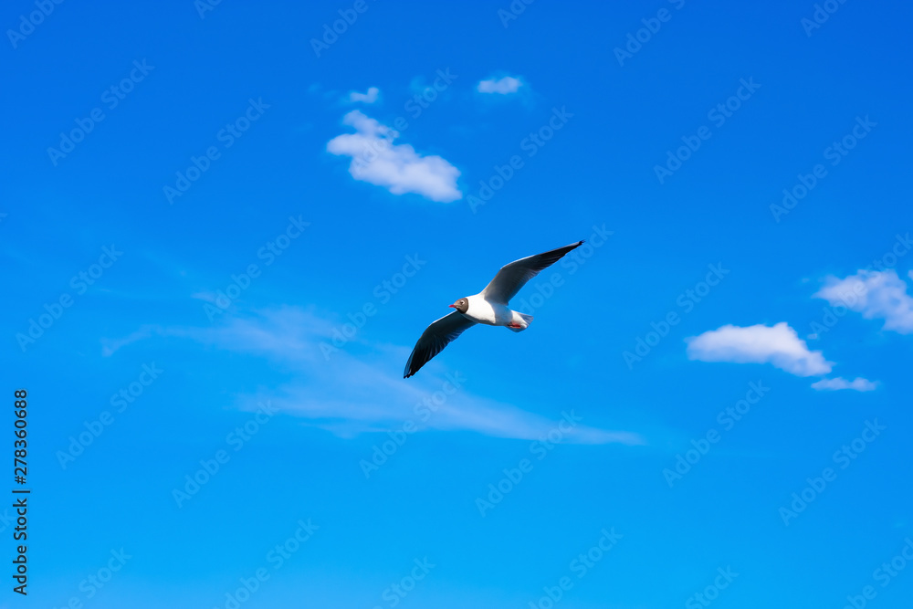 Fototapeta premium Creative layout with a copy space. Background made of bright blue sky, white clouds and a flying seagull
