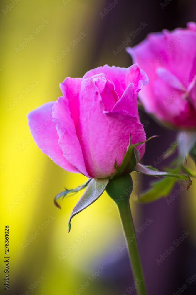 Obraz premium Rose flower in a roses garden