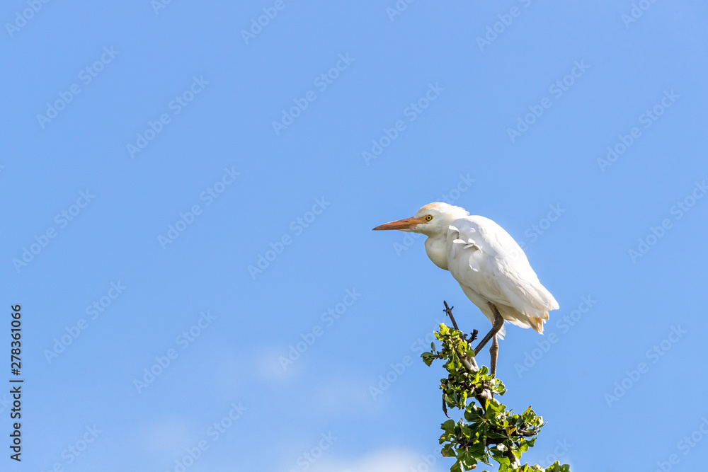 Cattle egret with blue sky background in the Masai Mara Cattle egret with blue sky background in the Masai Mara