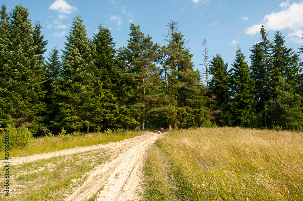 Fototapeta premium The evening is bright in the mountains in the summer with green forest