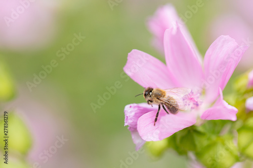 Biene auf rosa Blume © Rene