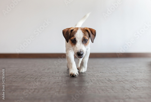 Little white dog on brown floor