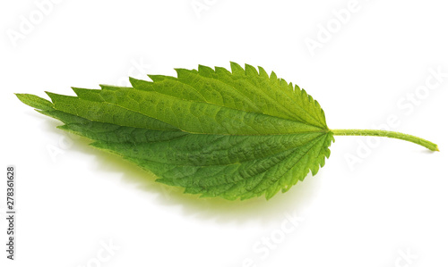Green leaf nettle.