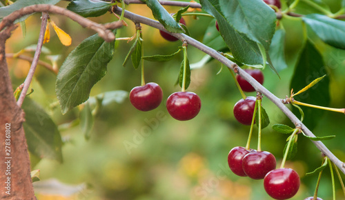 Wallpaper Mural cherries on tree Torontodigital.ca