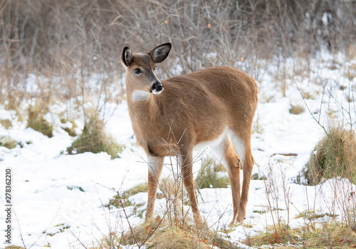 White-tailed deer standing in an autumn snowy covered meadow in Canada