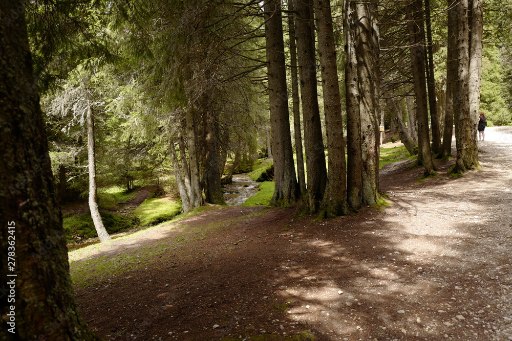 Obraz premium trees clustered together